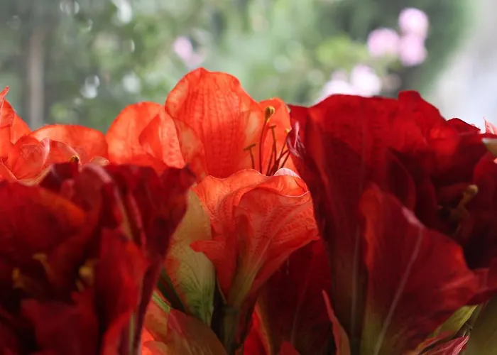 Ξενοδοχείο Ismira